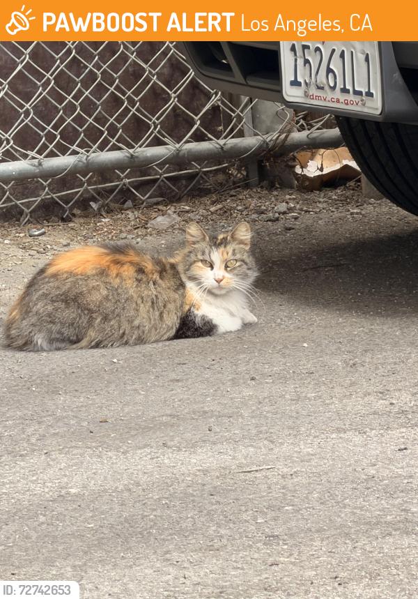 Found/Stray Unknown Cat last seen Alabama St and Vanowen , Los Angeles, CA 91303