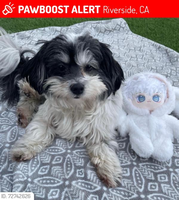 Lost Female Dog last seen Near sidney st Riverside ca 92503, Riverside, CA 92503