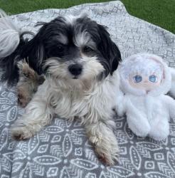 Lost Female Dog last seen Near sidney st Riverside ca 92503, Riverside, CA 92503
