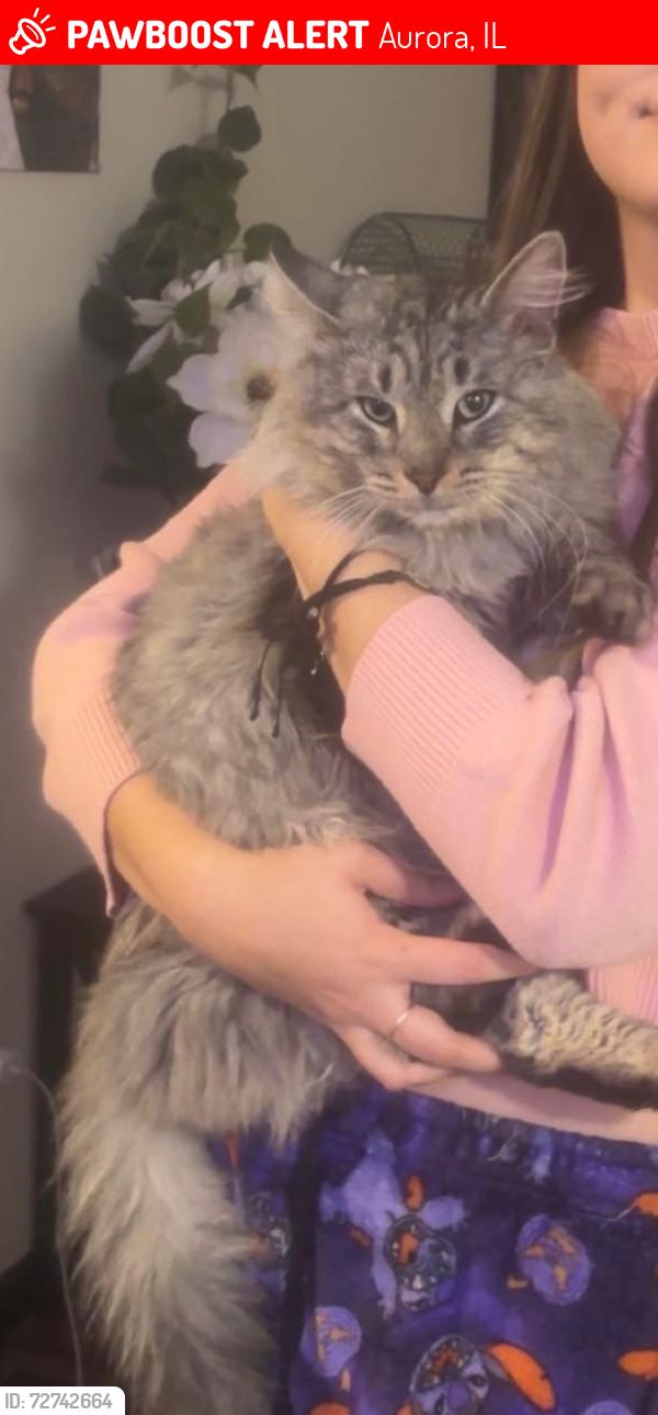 Lost Male Cat last seen Grove st Aurora il, Aurora, IL 60505