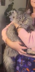 Lost Male Cat last seen Grove st Aurora il, Aurora, IL 60505