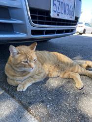 Found/Stray Unknown Cat last seen N Rochester st & monte Diablo avenue , San Mateo, CA 94401