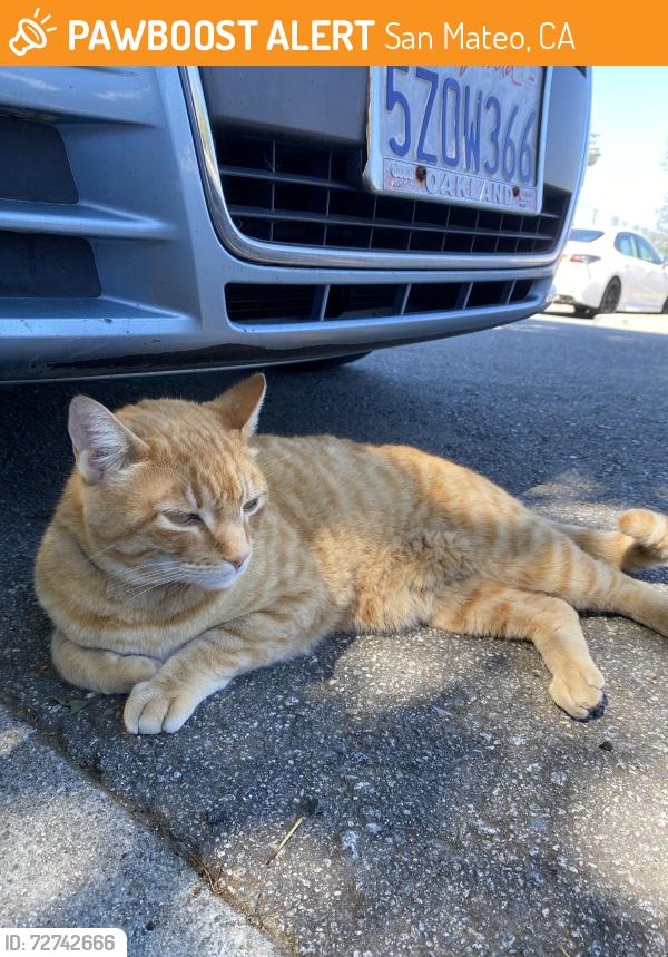 Found/Stray Unknown Cat last seen N Rochester st & monte Diablo avenue , San Mateo, CA 94401