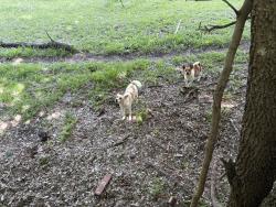Found/Stray Unknown Dog last seen Hamburg, Arlington, TX 76018