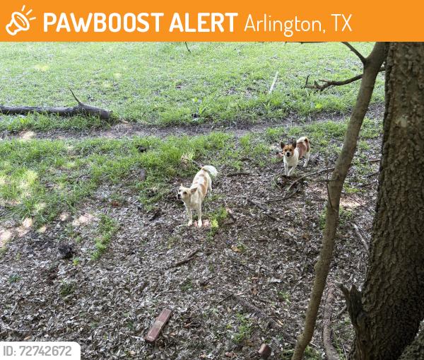 Found/Stray Unknown Dog last seen Hamburg, Arlington, TX 76018