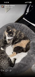 Lost Female Cat last seen Gonyea Park , 8th Ave Ct S and Yakima Ave S , Tacoma, WA 98444