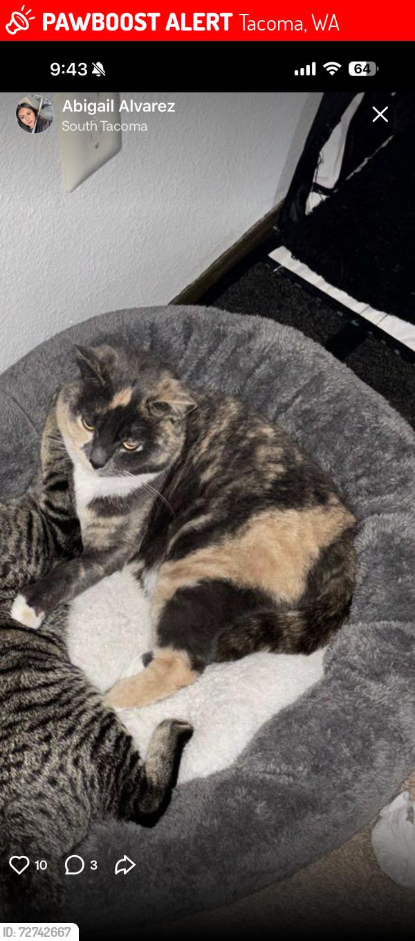 Lost Female Cat last seen Gonyea Park , 8th Ave Ct S and Yakima Ave S , Tacoma, WA 98444