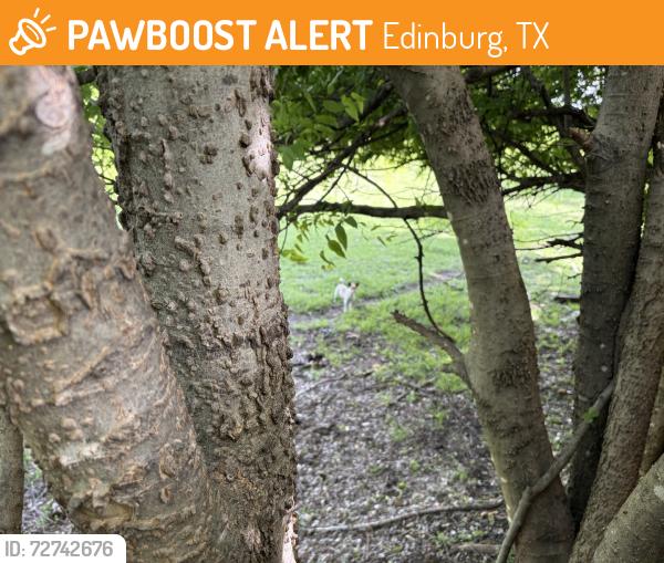 Found/Stray Unknown Dog last seen Hamburg, Edinburg, TX 78539