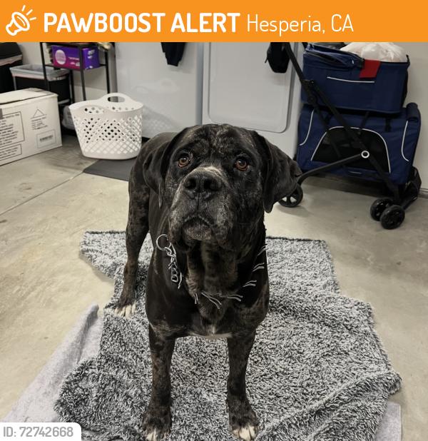 Found/Stray Male Dog last seen Tamarisk x Main, Hesperia, CA 92344