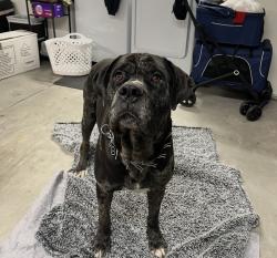 Found/Stray Male Dog last seen Tamarisk x Main, Hesperia, CA 92344