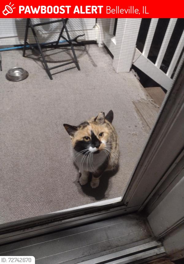 Lost Female Cat last seen St Theresa church, Belleville, IL 62221