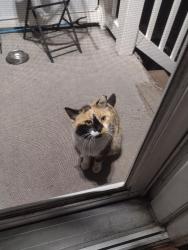 Lost Female Cat last seen St Theresa church, Belleville, IL 62221
