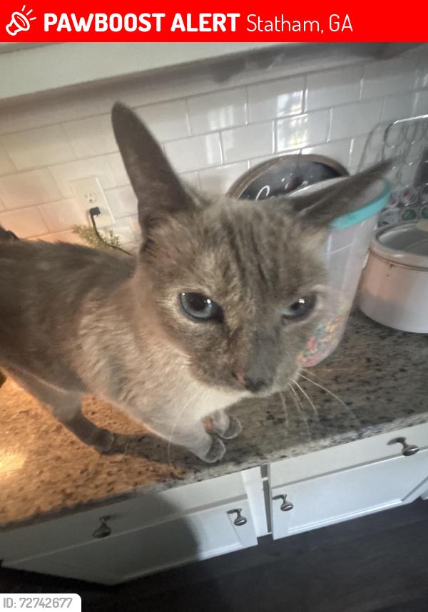 Lost Female Cat last seen By the green gas station with no gas, Statham, GA 30666