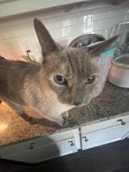 Lost Female Cat last seen By the green gas station with no gas, Statham, GA 30666