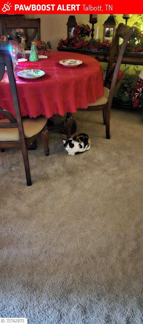 Lost Female Cat last seen Cross creek subdivision , Talbott, TN 37877