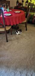 Lost Female Cat last seen Cross creek subdivision , Talbott, TN 37877