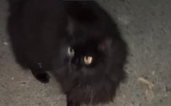 Found/Stray Male Cat last seen Atwood & Strarford, Winston-Salem, NC 27103
