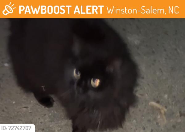 Found/Stray Male Cat last seen Atwood & Strarford, Winston-Salem, NC 27103