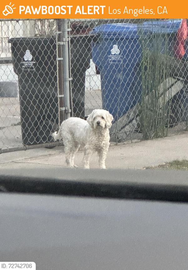 Found/Stray Unknown Dog last seen riverside, Los Angeles, CA 90031