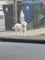 Found/Stray Unknown Dog last seen riverside, Los Angeles, CA 90031