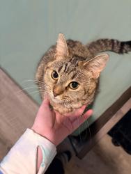 Lost Female Cat last seen E 17th St, Lynn Haven, FL 32444