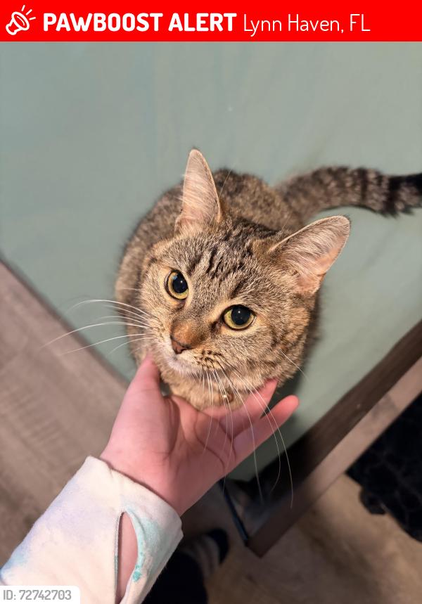 Lost Female Cat last seen E 17th St, Lynn Haven, FL 32444