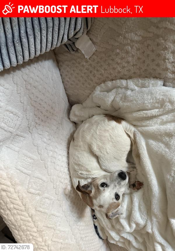 Lost Female Dog last seen Elephant road, Lubbock, TX 79407