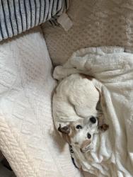 Lost Female Dog last seen Elephant road, Lubbock, TX 79407