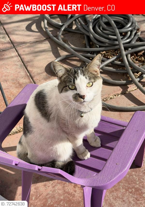 Lost Male Cat last seen Montview and Yosemite, Denver CO, 80220, Denver, CO 80220