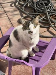 Lost Male Cat last seen Montview and Yosemite, Denver CO, 80220, Denver, CO 80220