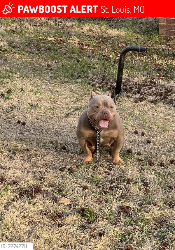 Lost Female Dog last seen Near and chamber / Lewis and Clark, St. Louis, MO 63147