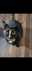 Lost Female Cat last seen El vista, Modesto, CA 95354