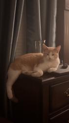 Lost Male Cat last seen Heb cibolo, Cibolo, TX 78108