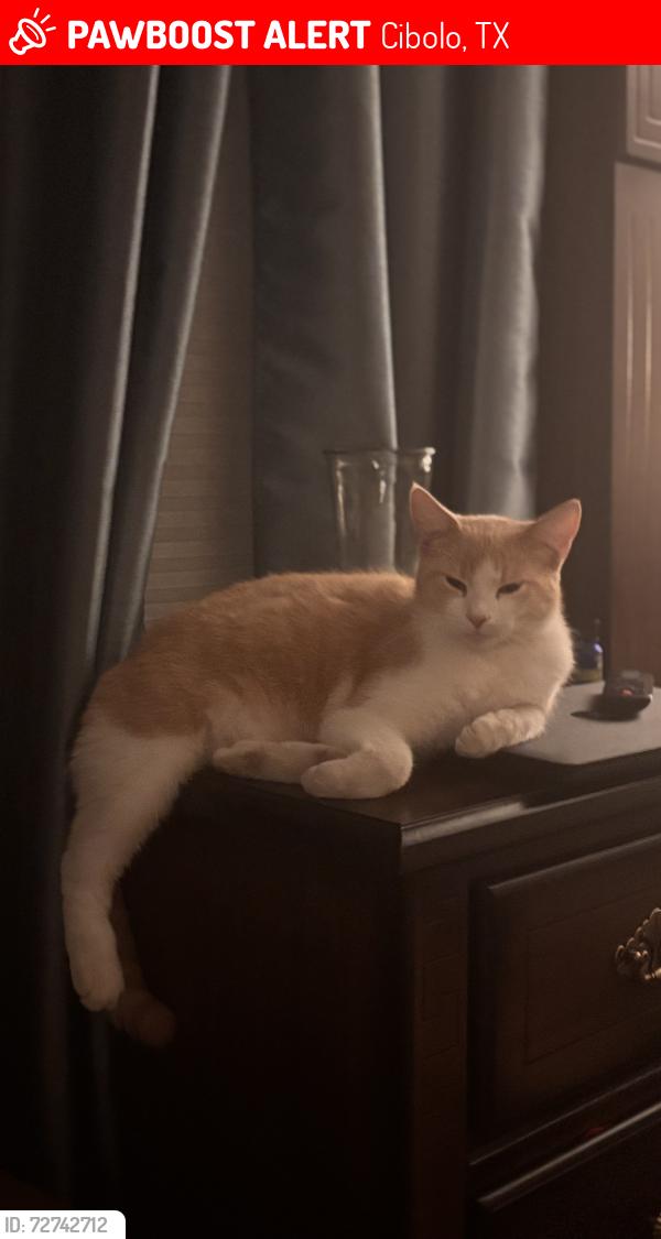 Lost Male Cat last seen Heb cibolo, Cibolo, TX 78108