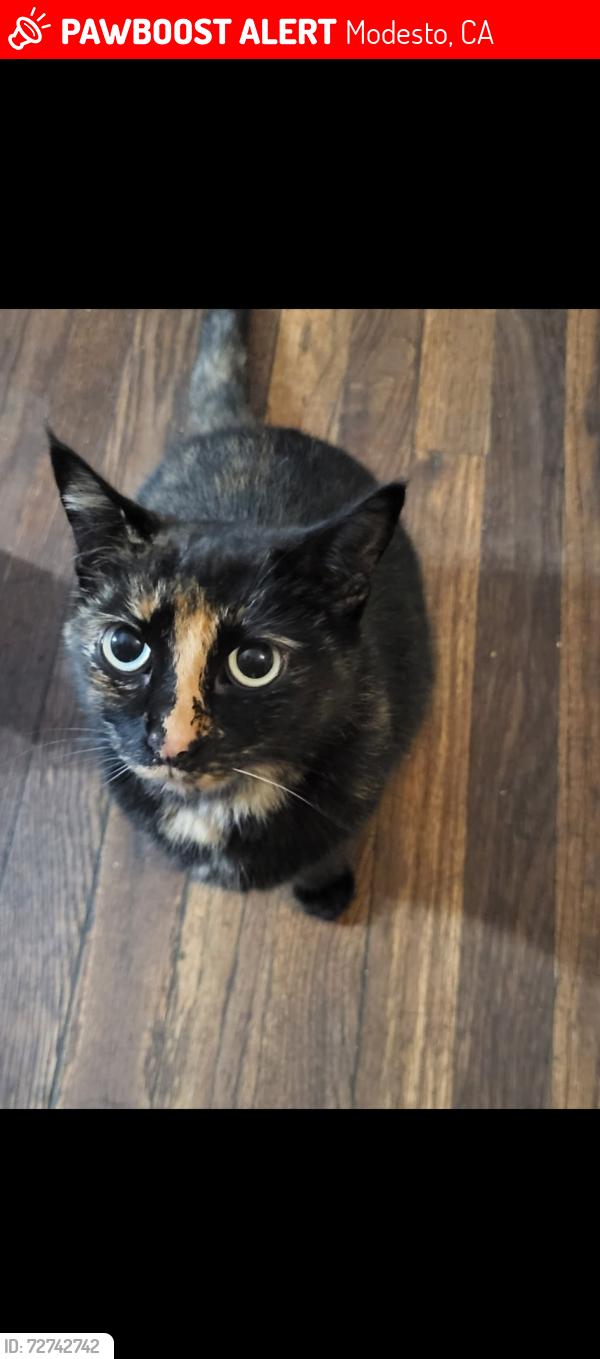 Lost Female Cat last seen El vista, Modesto, CA 95354
