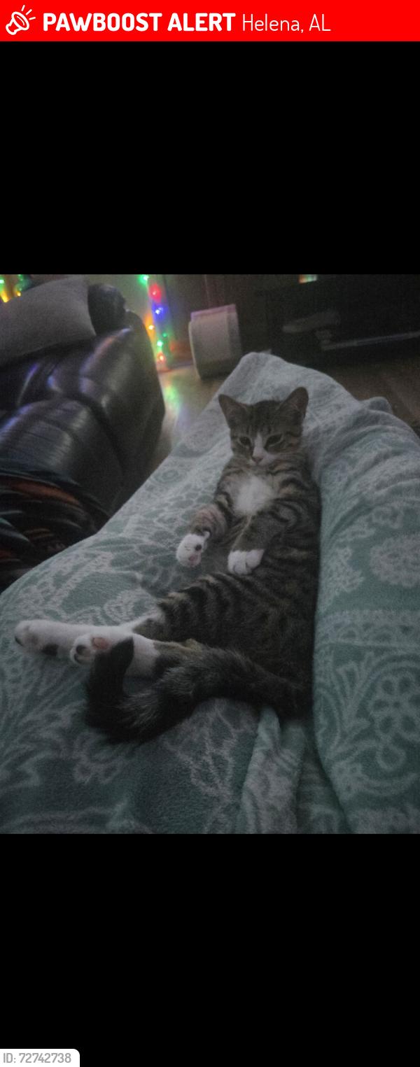 Lost Male Cat last seen Highway 93, Helena, AL 35080