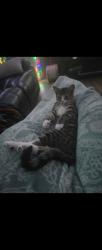 Lost Male Cat last seen Highway 93, Helena, AL 35080