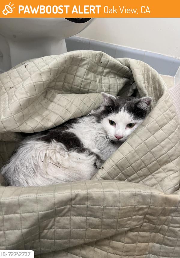 Found/Stray Male Cat last seen N Ventura Ave and W Portal, Oak View, CA 93022