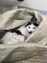Found/Stray Male Cat last seen N Ventura Ave and W Portal, Oak View, CA 93022