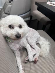 Lost Male Dog last seen Vena Ave & Terra Bella St / Laurel Canyon Blvd (Arleta area)., Los Angeles, CA 91331