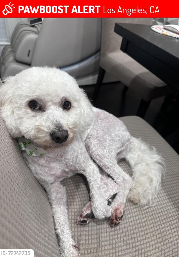 Lost Male Dog last seen Vena Ave & Terra Bella St / Laurel Canyon Blvd (Arleta area)., Los Angeles, CA 91331