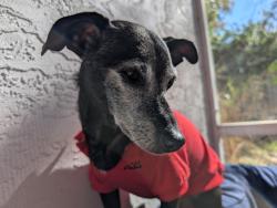 Lost Male Dog last seen Nova and Herbert, Port Orange, FL 32129