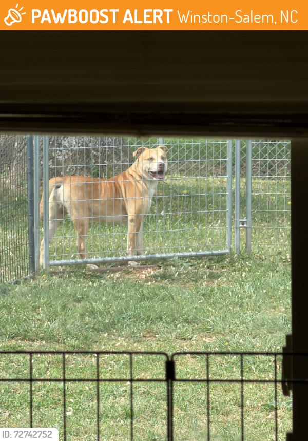 Found/Stray Male Dog last seen Trinidad Ln, ewood dr, Winston-Salem, NC 27106