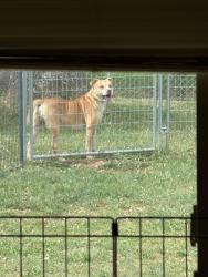 Found/Stray Male Dog last seen Trinidad Ln, ewood dr, Winston-Salem, NC 27106