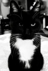 Lost Male Cat last seen 12th street or 17th st below wall, Ogden, UT 84404