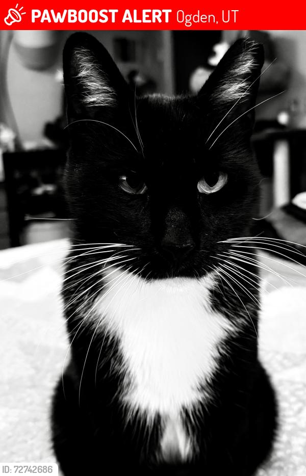 Lost Male Cat last seen 12th street or 17th st below wall, Ogden, UT 84404