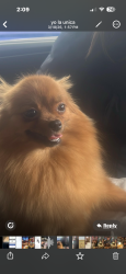 Lost Female Dog last seen Hood and Albany , Chicago, IL 60659