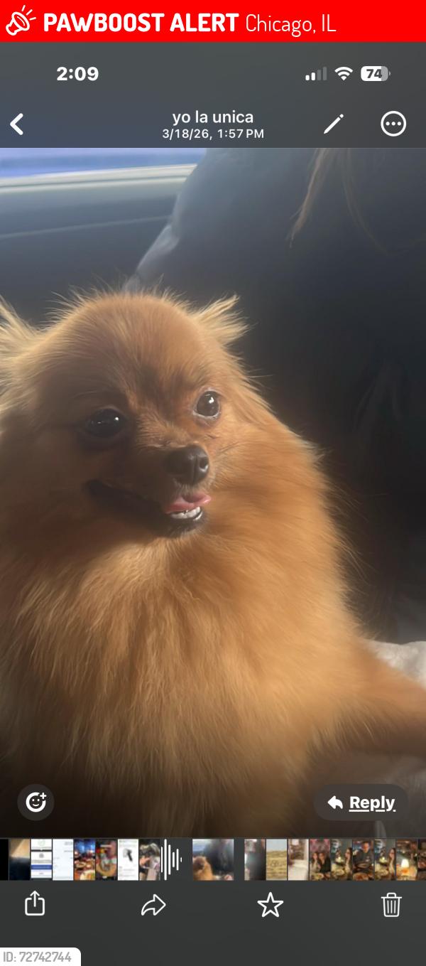 Lost Female Dog last seen Hood and Albany , Chicago, IL 60659