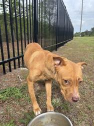 Found/Stray Female Dog last seen She was on the side of Shop Road in front of the Mark Anthony Brewing facility., Columbia, SC 29209