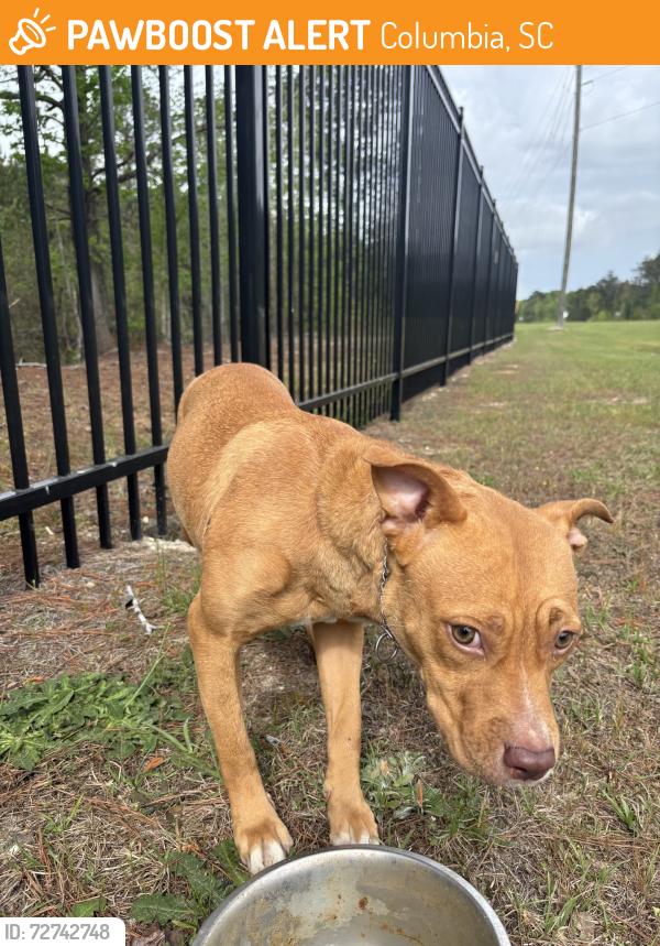 Found/Stray Female Dog last seen She was on the side of Shop Road in front of the Mark Anthony Brewing facility., Columbia, SC 29209